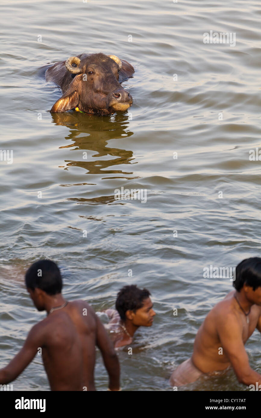 Junge Menschen teilen ein Bad mit Wasserbüffel in den heiligen Fluss Ganges in Varanasi, Indien Stockfoto
