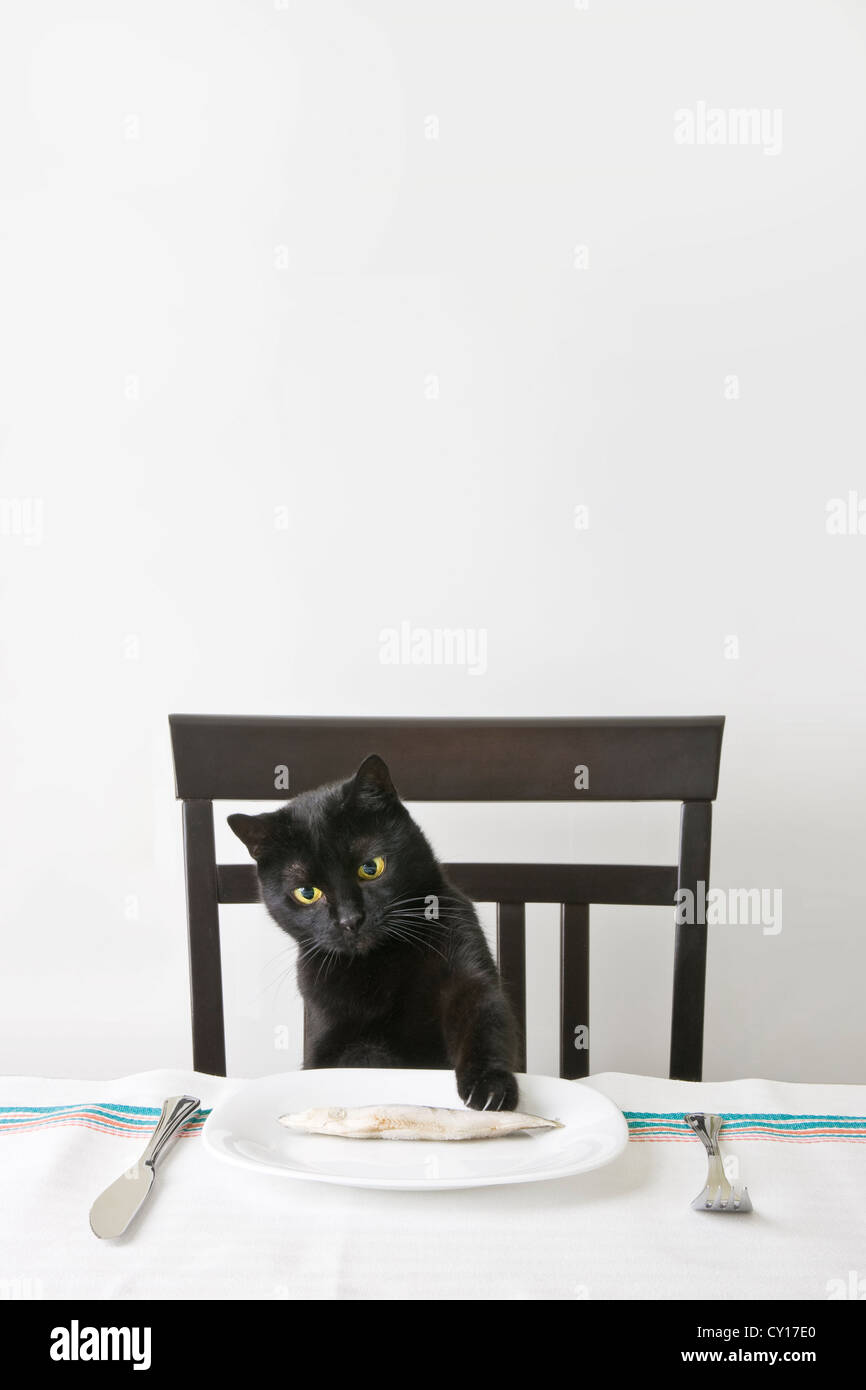 Schwarze Katze reißen einen Fisch Stockfoto