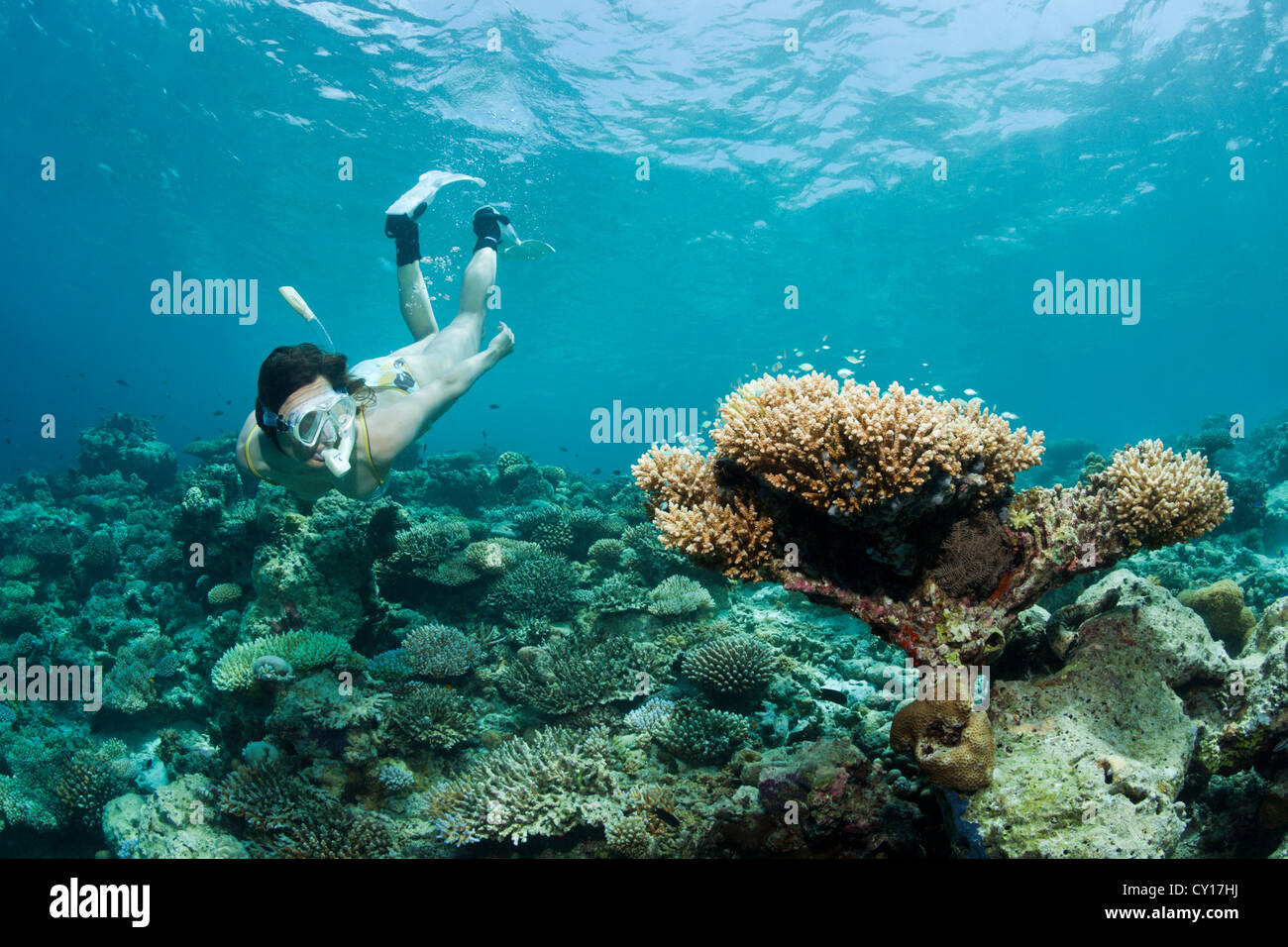 Schnorcheln am Hausriff, Eriyadu, Nord Male Atoll, Malediven Stockfotografie Alamy