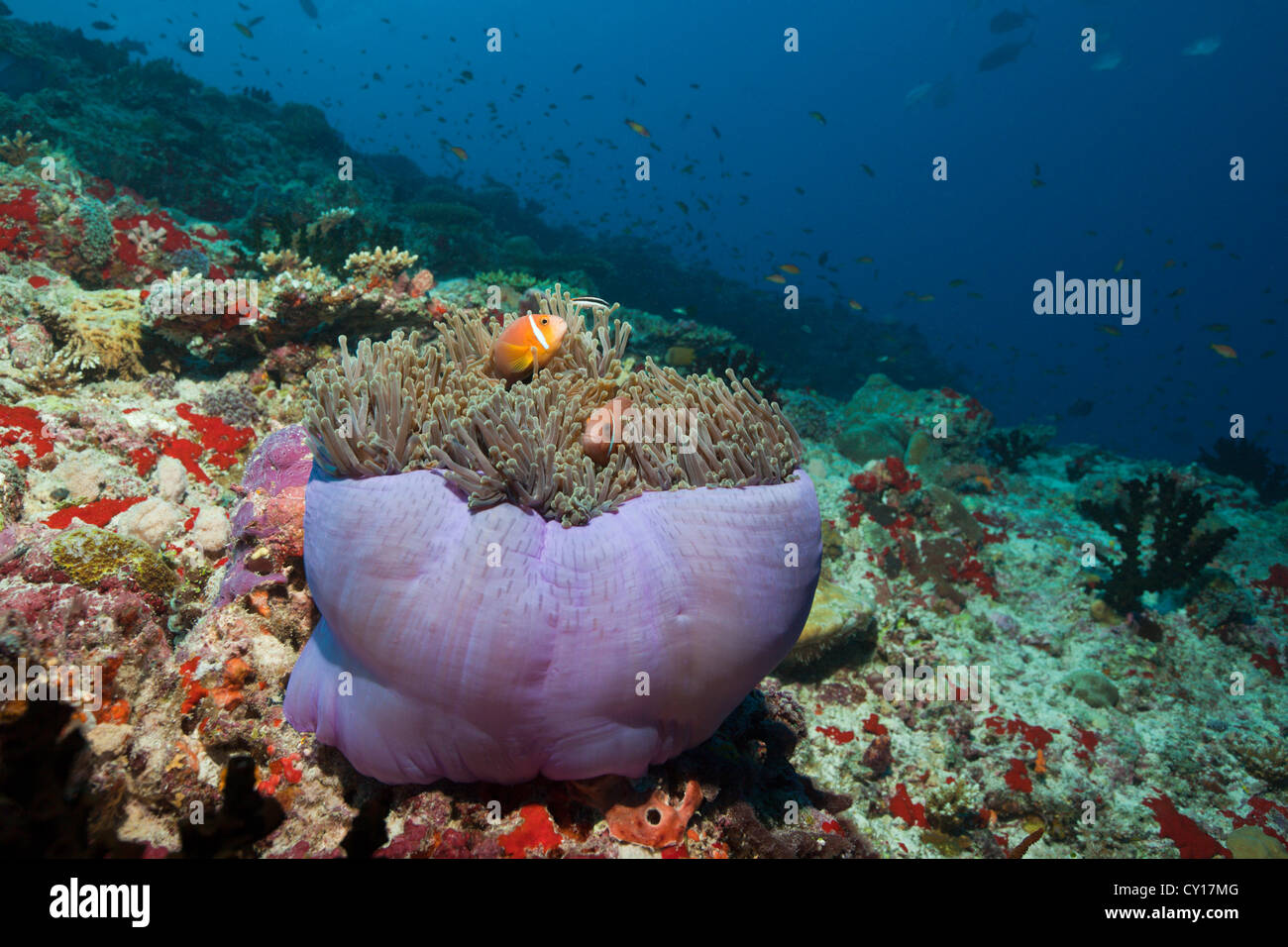 Malediven Anemonenfischen in herrlichen Seeanemone, Amphiprion Nigripes, Felidhu Atoll, Malediven Stockfoto