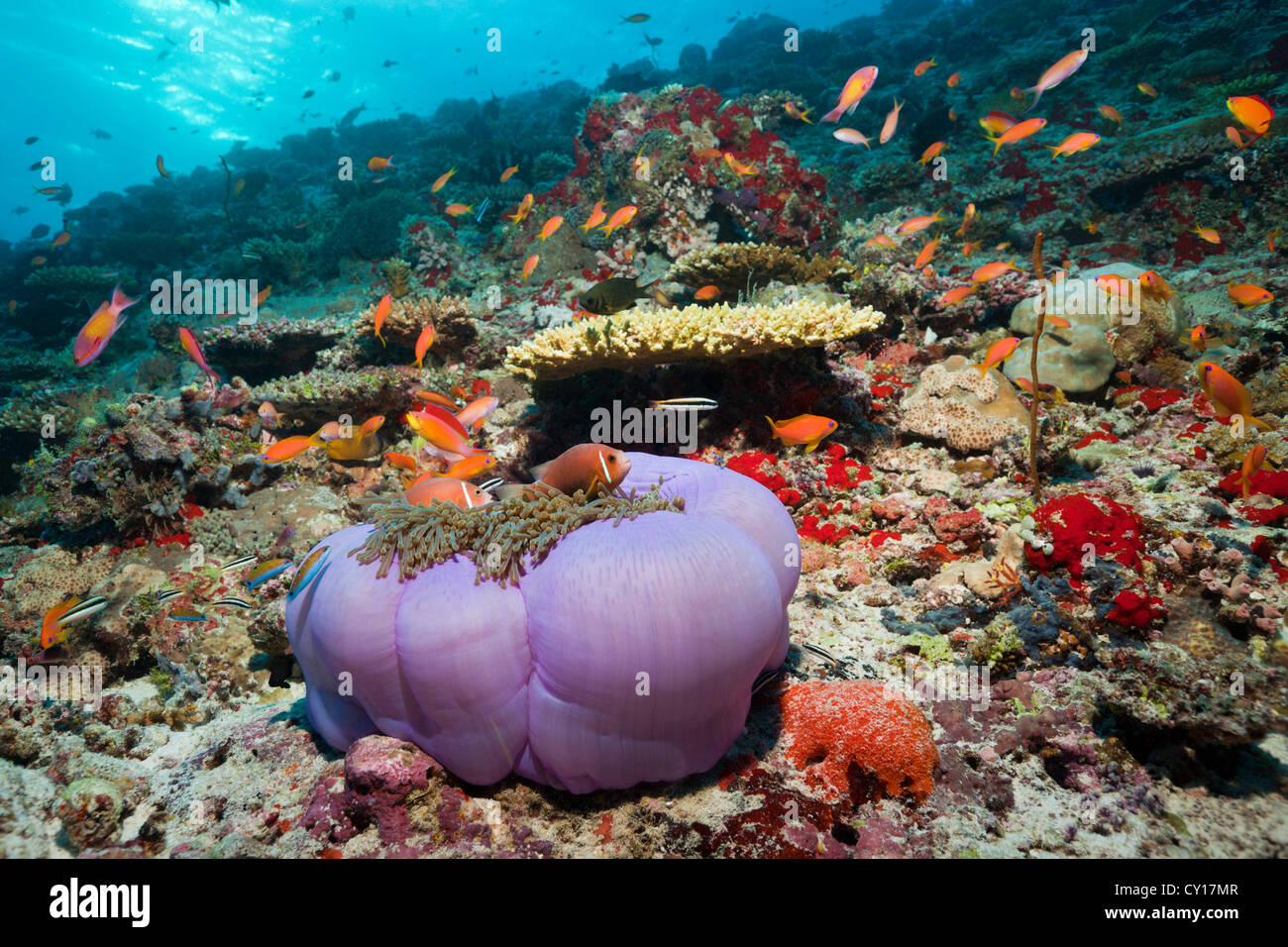 Malediven Anemonenfischen in herrlichen Seeanemone, Amphiprion Nigripes, Felidhu Atoll, Malediven Stockfoto
