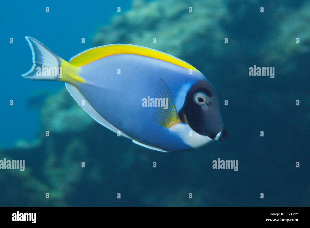 Powder Blue Tang, Acanthurus Leucosternon, Thaa Atoll, Malediven Stockfoto