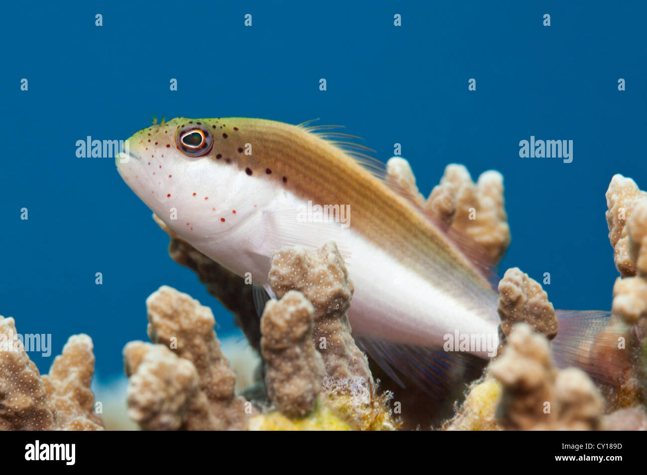 Blackside Hawkfish, Paracirrhites Forsteri, Thaa Atoll, Malediven Stockfoto