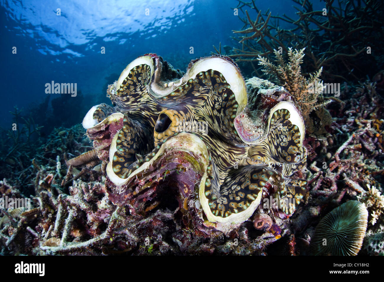 Riesenmuschel, Tridacna Squamosa, Misool, West Papua, Indonesien Stockfoto