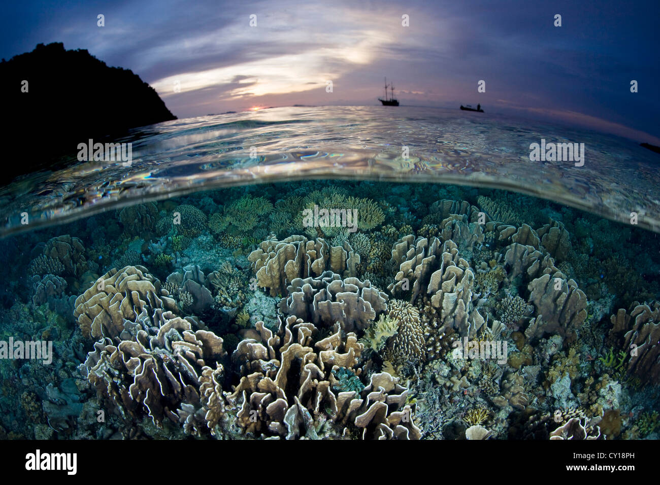 Korallen-Riff bei Sonnenuntergang, Misool, West Papua, Indonesien Stockfoto