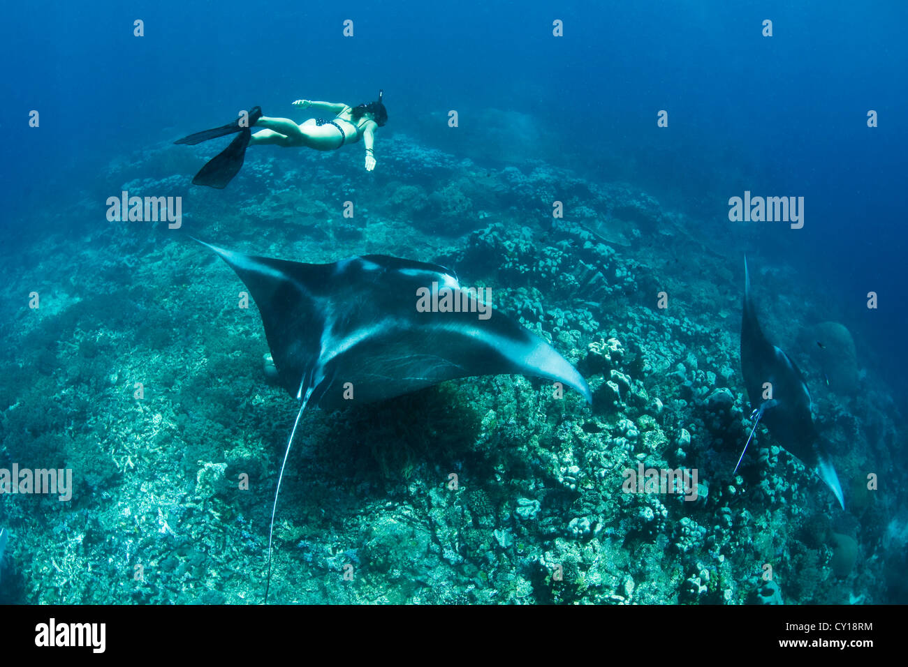 Free Diver und Manta, Manta Alfredi, Misool, West Papua, Indonesien Stockfoto