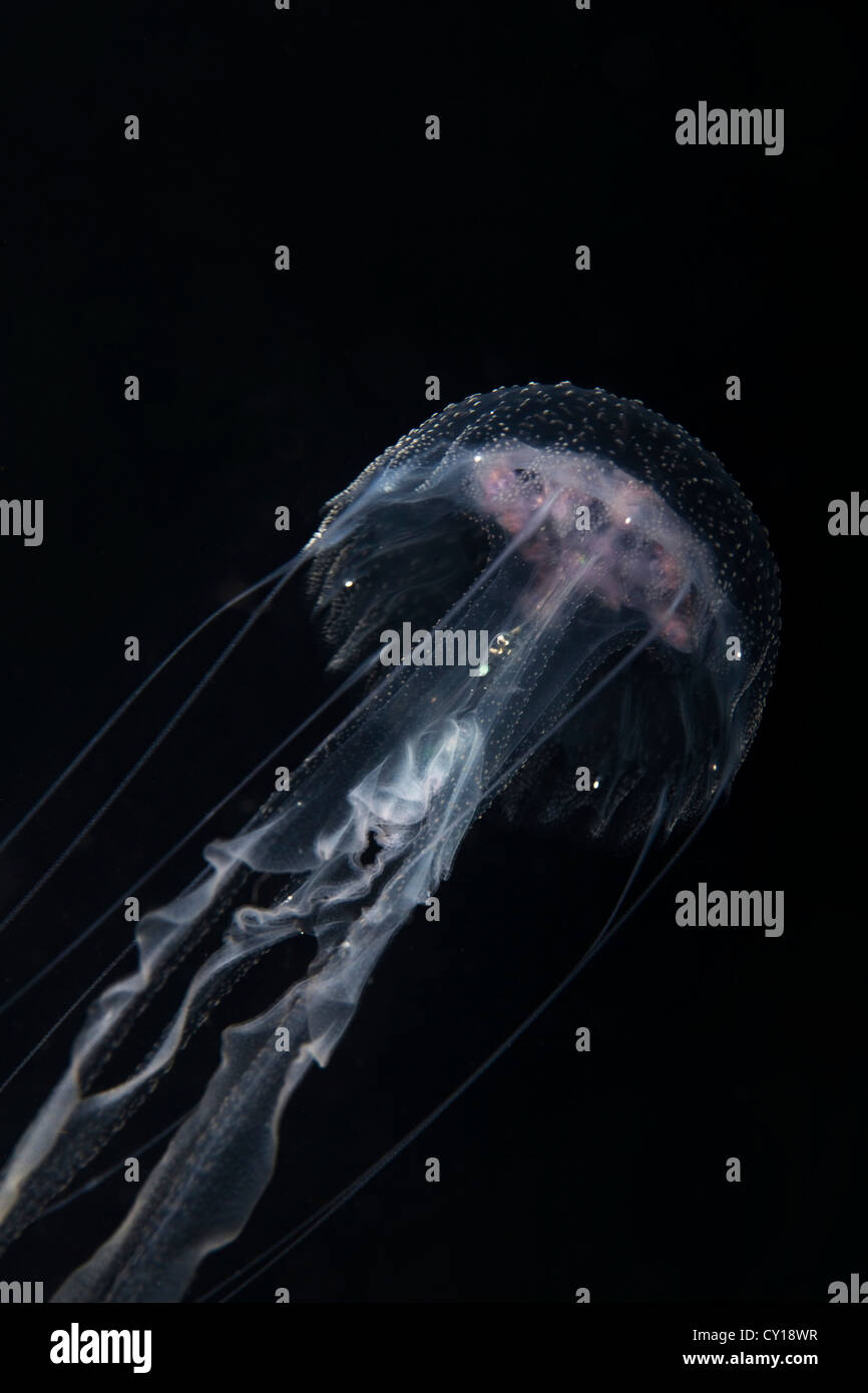 Leuchtende Quallen, Pelagia Noctiluca, Misool, West Papua, Indonesien Stockfoto