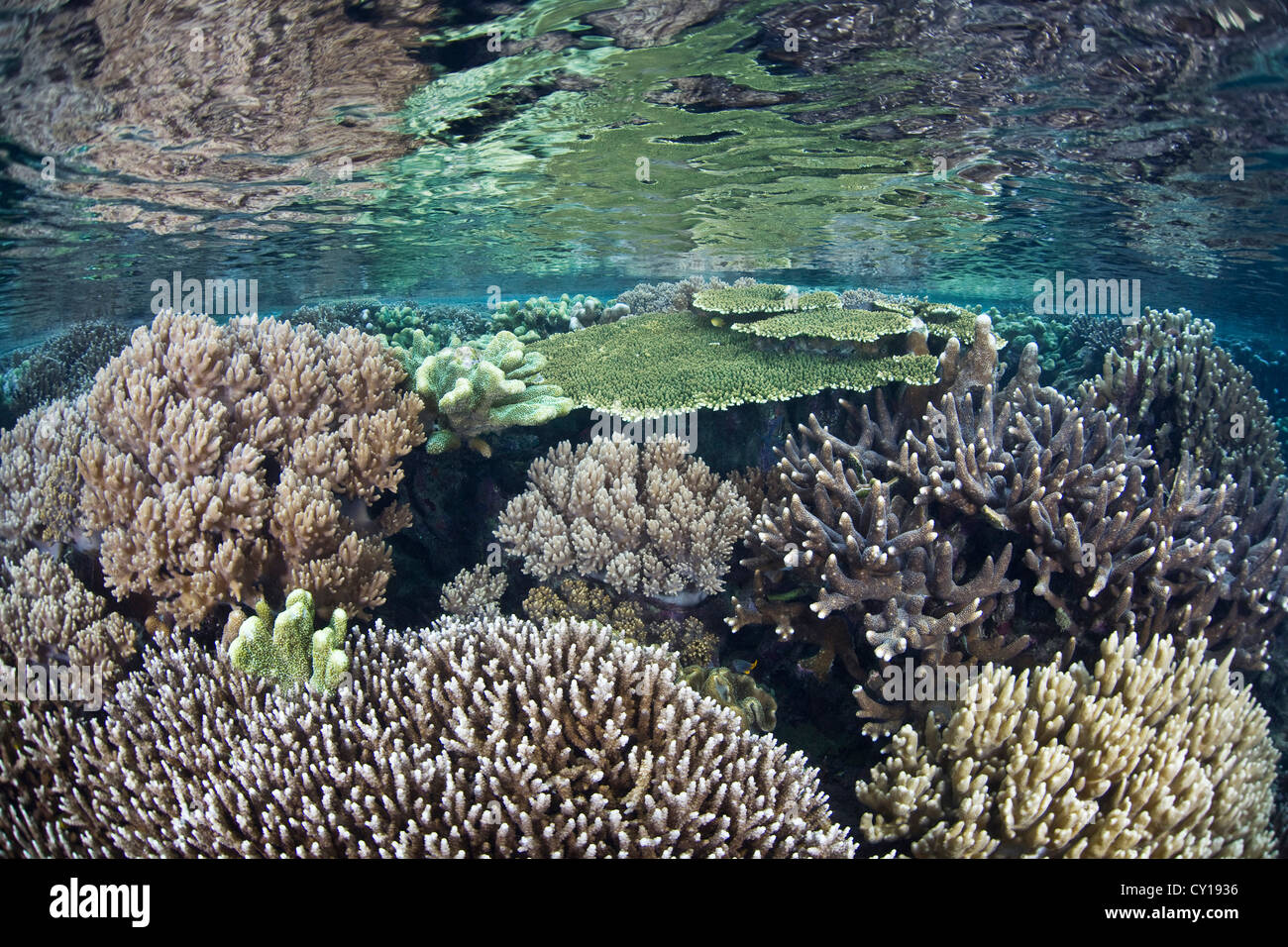 Korallen auf flachen Riffdach, Raja Ampat, West-Papua, Indonesien Stockfoto