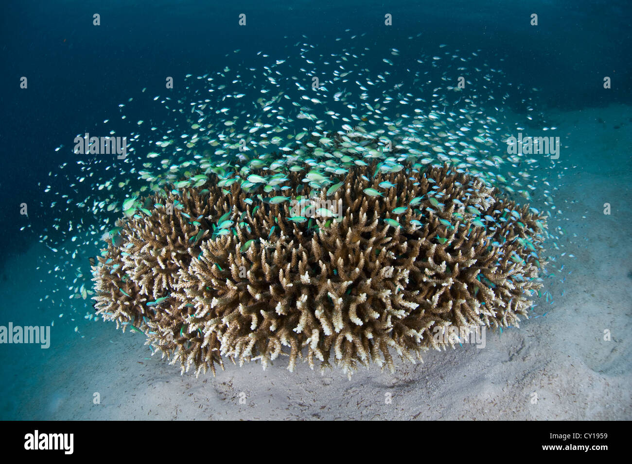 Wolke des blau-grünen Chromis über Korallen, Chromis Viridis, Raja Ampat, West Papua, Indonesien Stockfoto