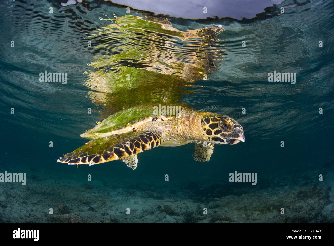Echte Karettschildkröte unter Wasser Oberfläche, Eretmochelys Imbricata, Raja Ampat, West Papua, Indonesien Stockfoto