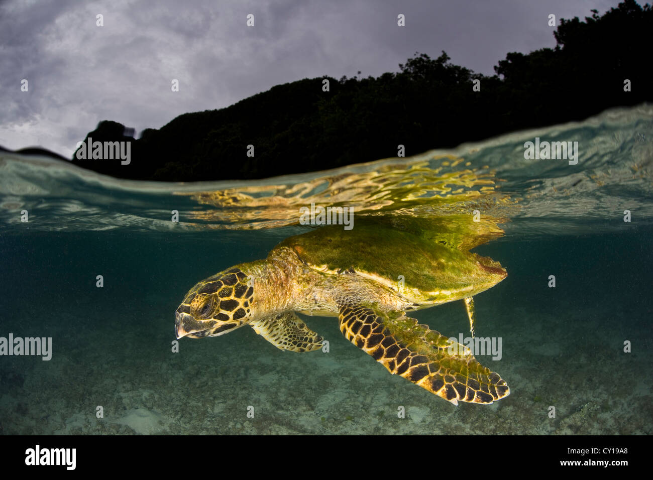 Echte Karettschildkröte unter Wasser Oberfläche, Eretmochelys Imbricata, Raja Ampat, West Papua, Indonesien Stockfoto