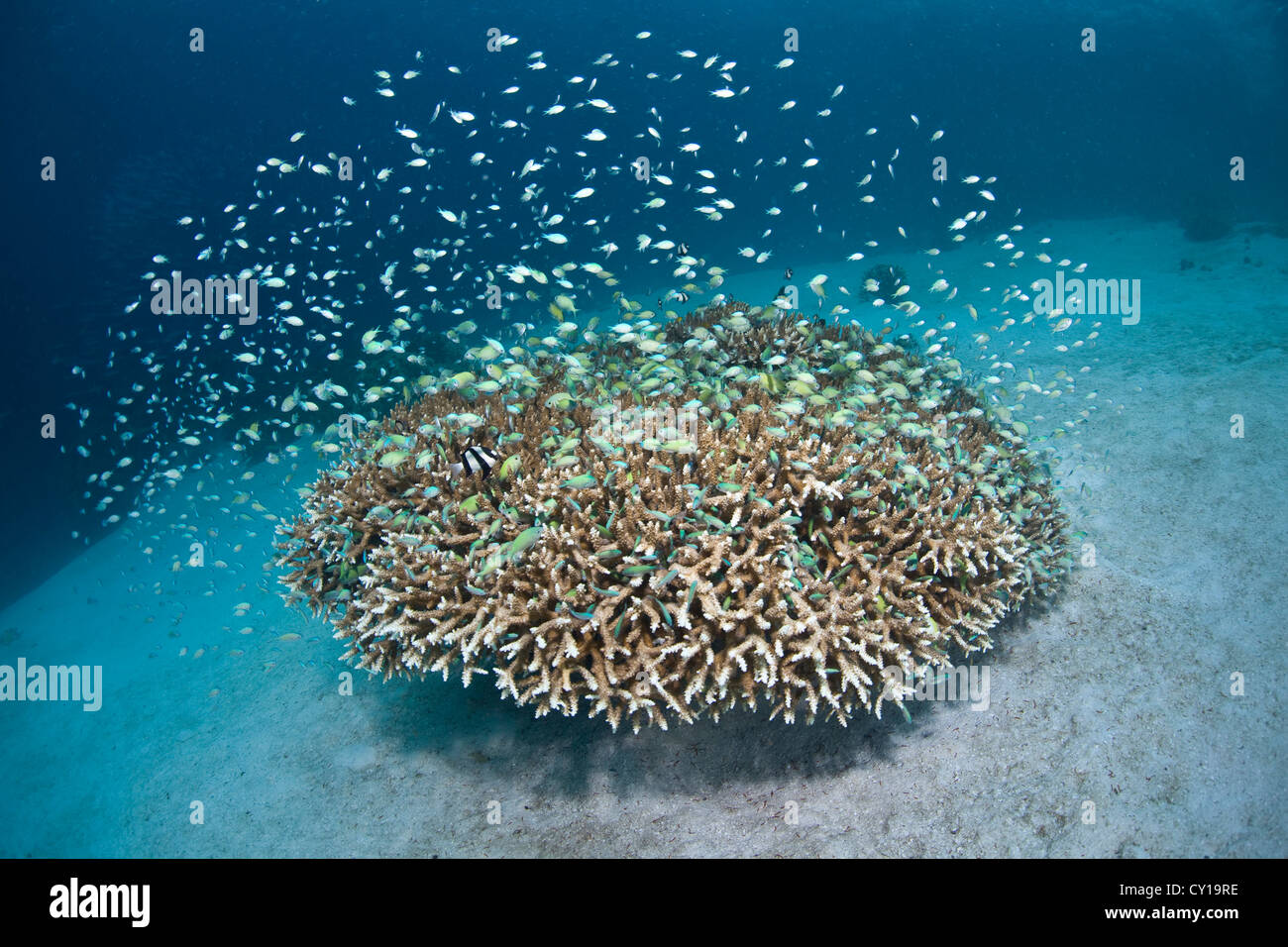 Wolke des blau-grünen Chromis über Korallen, Chromis Viridis, Raja Ampat, West Papua, Indonesien Stockfoto