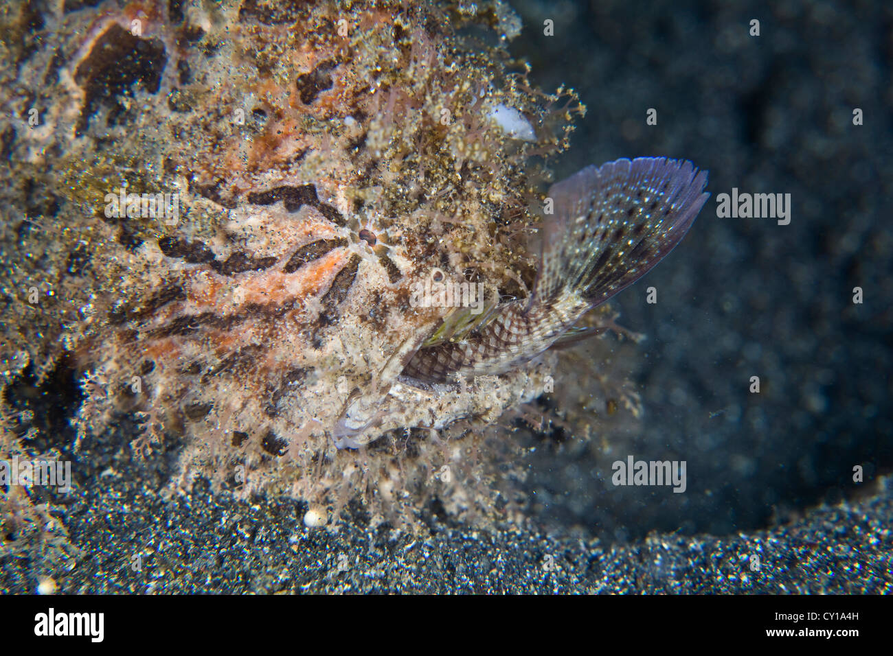 Gestreifte haarigen Anglerfisch Riff-Fischen, die Jagd Antennarius Striatus, Lembeh Strait, Sulawesi, Indonesien Stockfoto