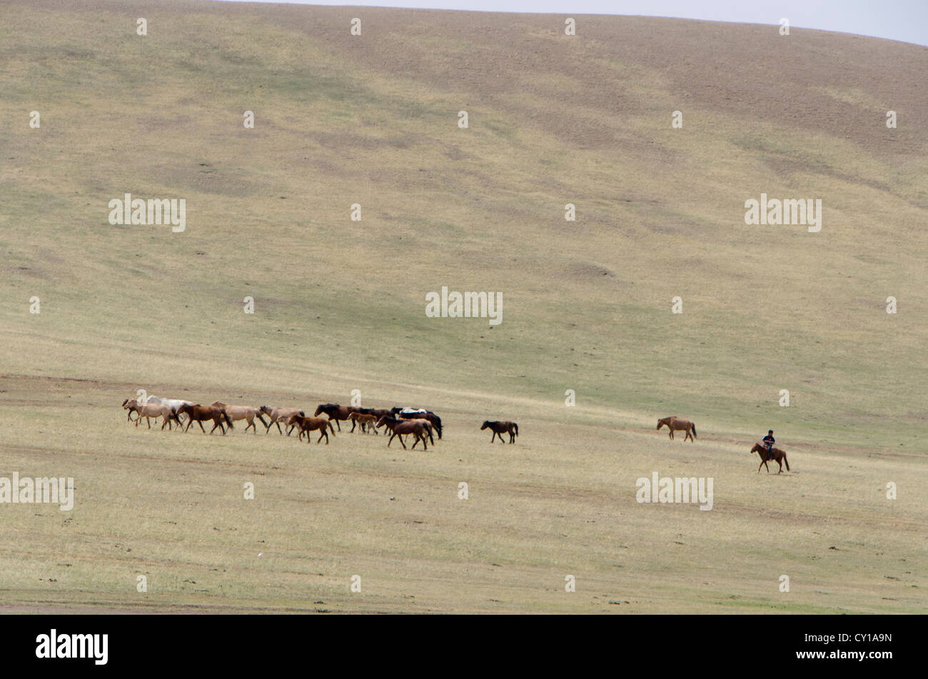 Herding Pferde auf der Weide in der Nähe von Ulan Bator, Mongolei Stockfoto