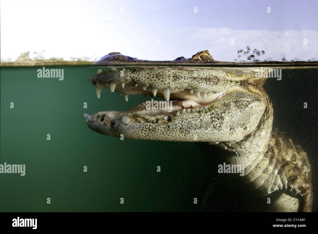 Brillentragende Brillenkaiman, Caiman Crocodilus Rio Baia Bonita, Bonito, Mato Grosso do Sul, Brasilien Stockfoto