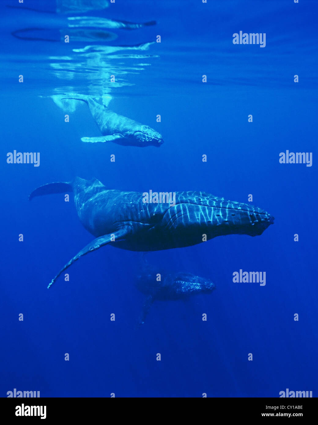 Buckelwal mit Kalb und Escort, Impressionen Novaeangliae, Hawaii, USA Stockfoto