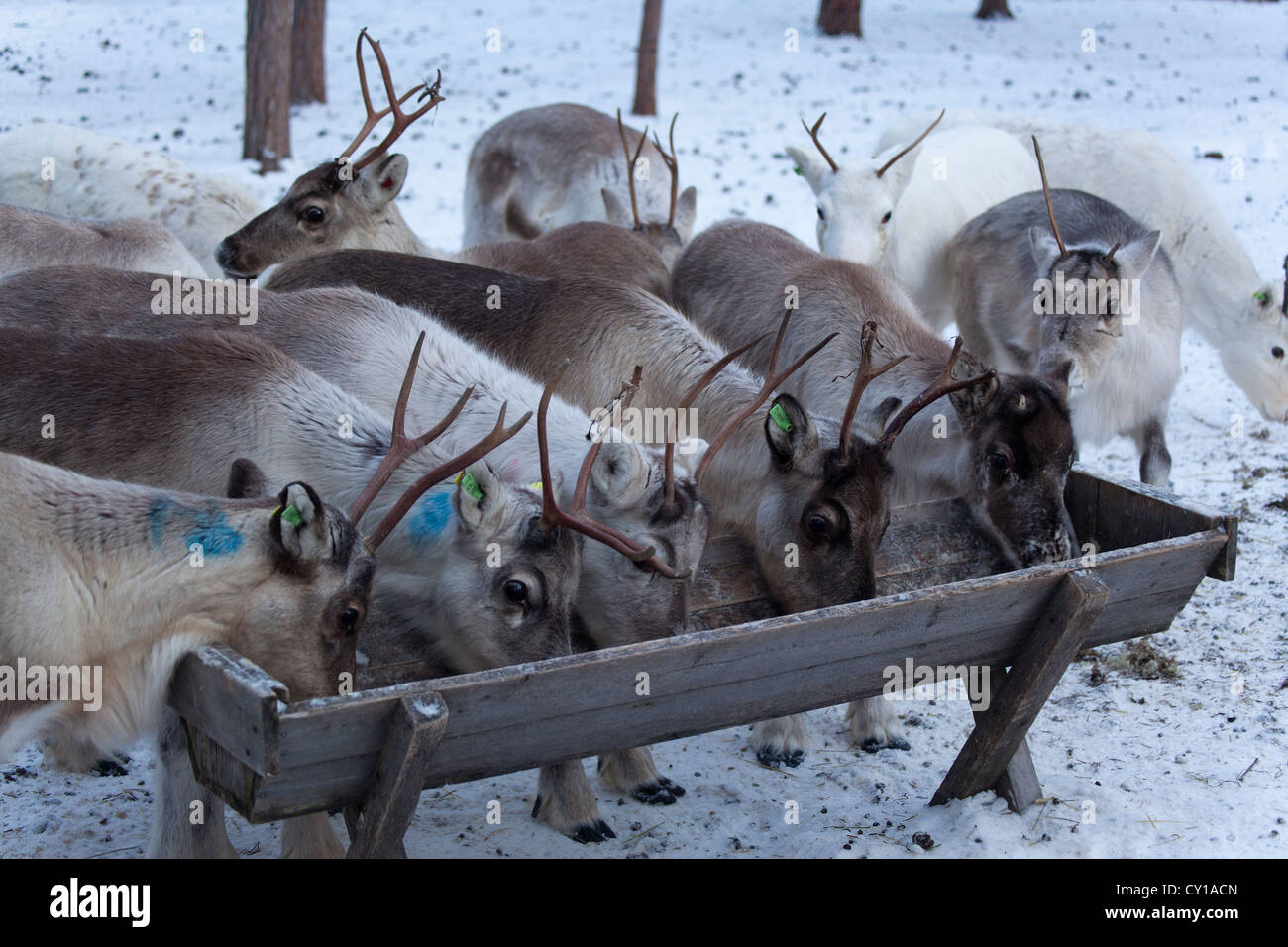 Rentiere in Nordfinnland Stockfoto