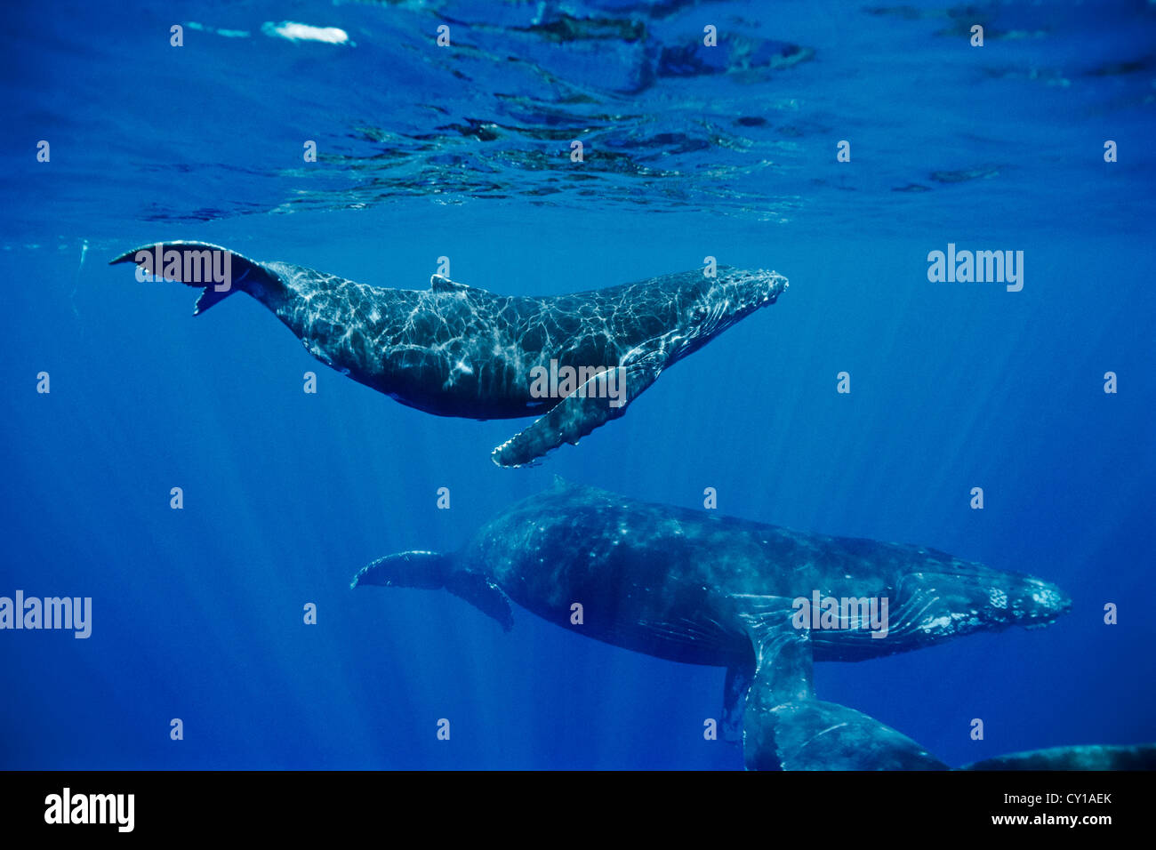 Buckelwal mit Kalb und Escort, Impressionen Novaeangliae, Hawaii, USA Stockfoto