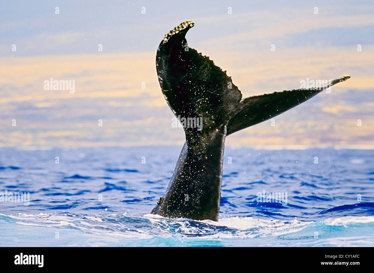 Fluke Buckelwal, Impressionen Novaeangliae, Hawaii, USA Stockfoto