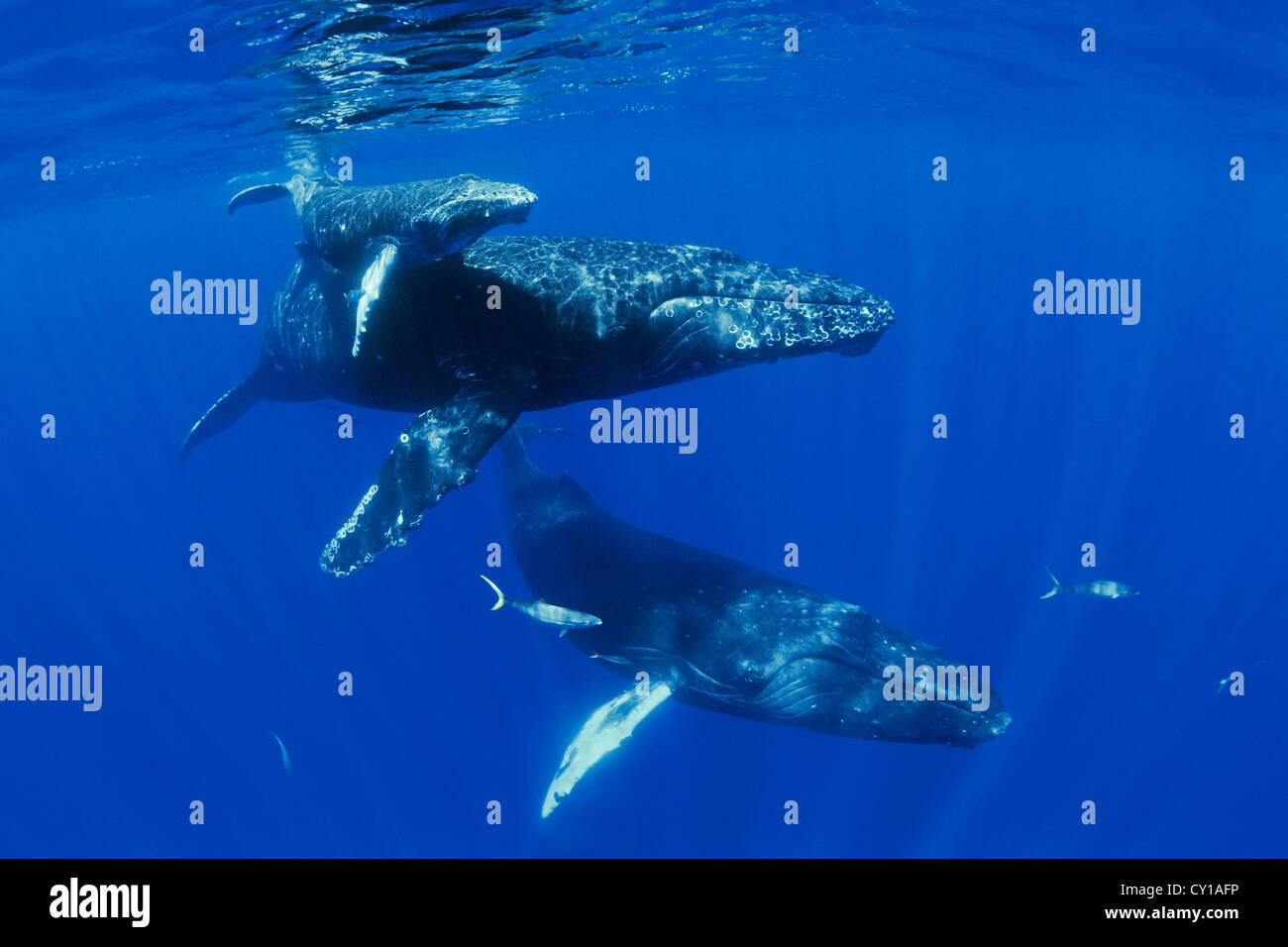 Buckelwal mit Kalb und Escort, Impressionen Novaeangliae, Hawaii, USA Stockfoto