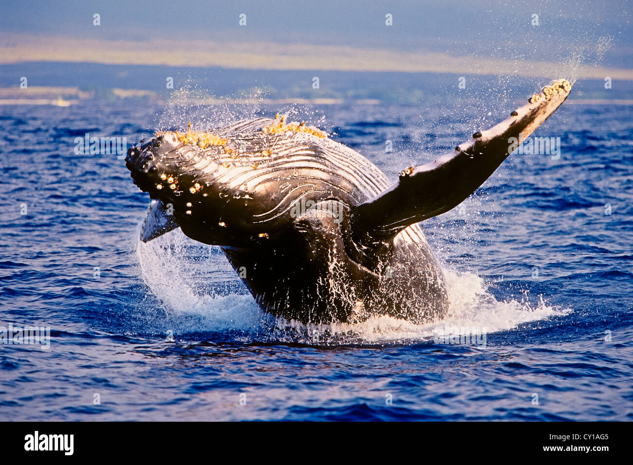 Verletzung der Buckelwal, Impressionen Novaeangliae, Hawaii, USA Stockfoto
