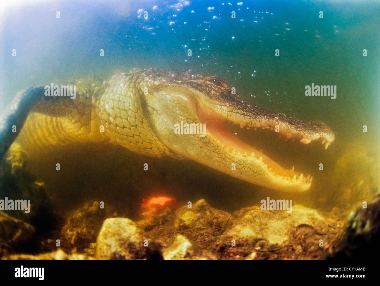 Amerikanischer Alligator, Alligator Mississippiensis, Everglades-Nationalpark, Florida, USA Stockfoto
