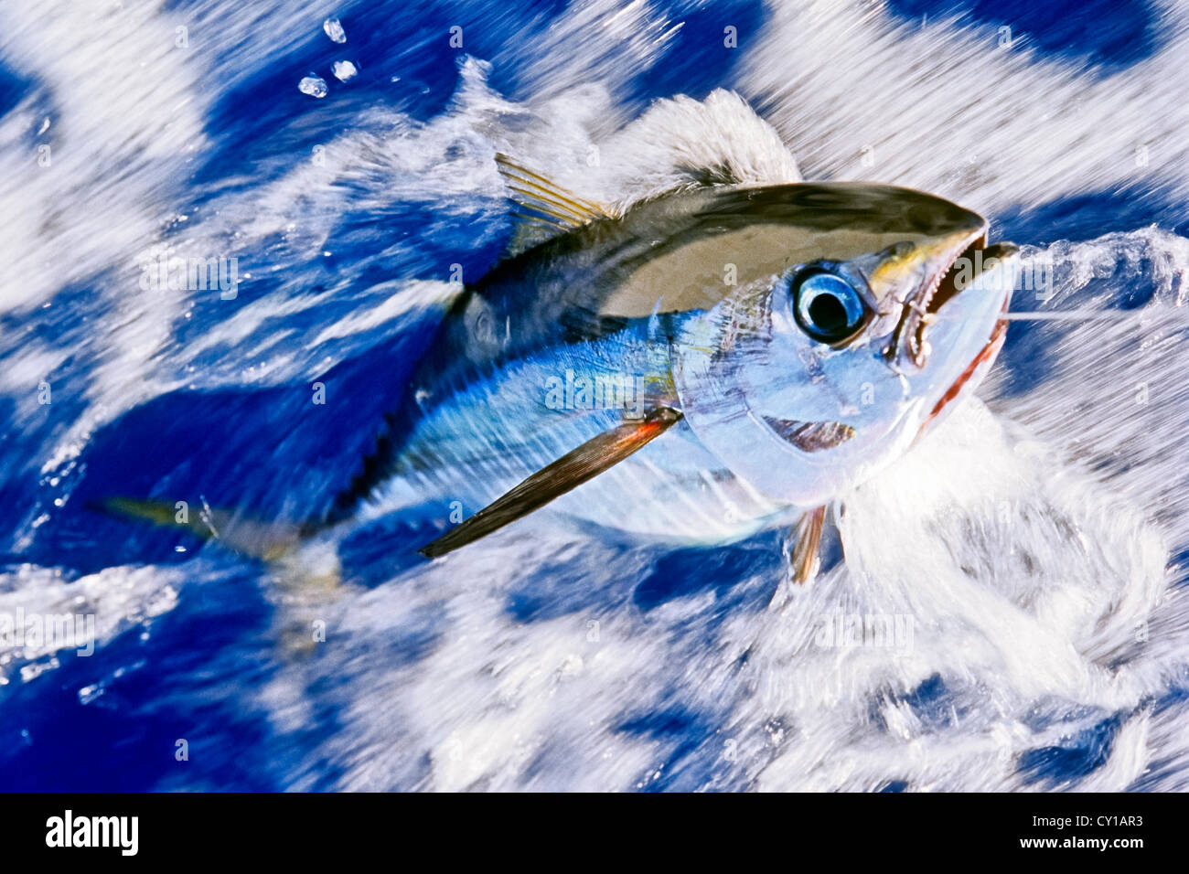 Juvenile Gelbflossen-Thunfisch, Thunnus Albacares, Big Island, Hawaii, USA Stockfoto