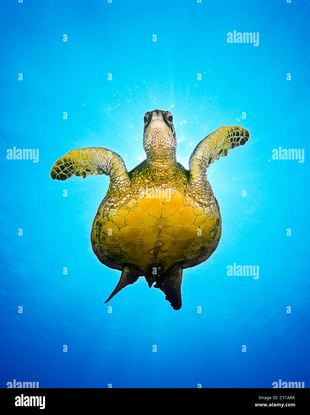 Green Sea Turtle, Chelonia Mydas, Big Island, Hawaii, USA Stockfoto