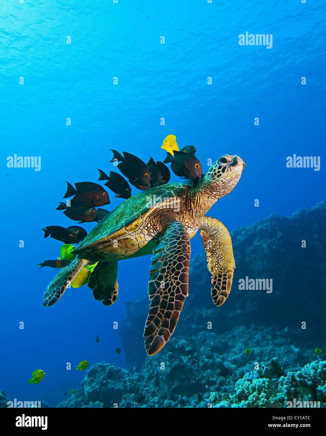 Grüne Meeresschildkröte gereinigt von Fischen, Chelonia Mydas, Big Island, Hawaii, USA Stockfoto