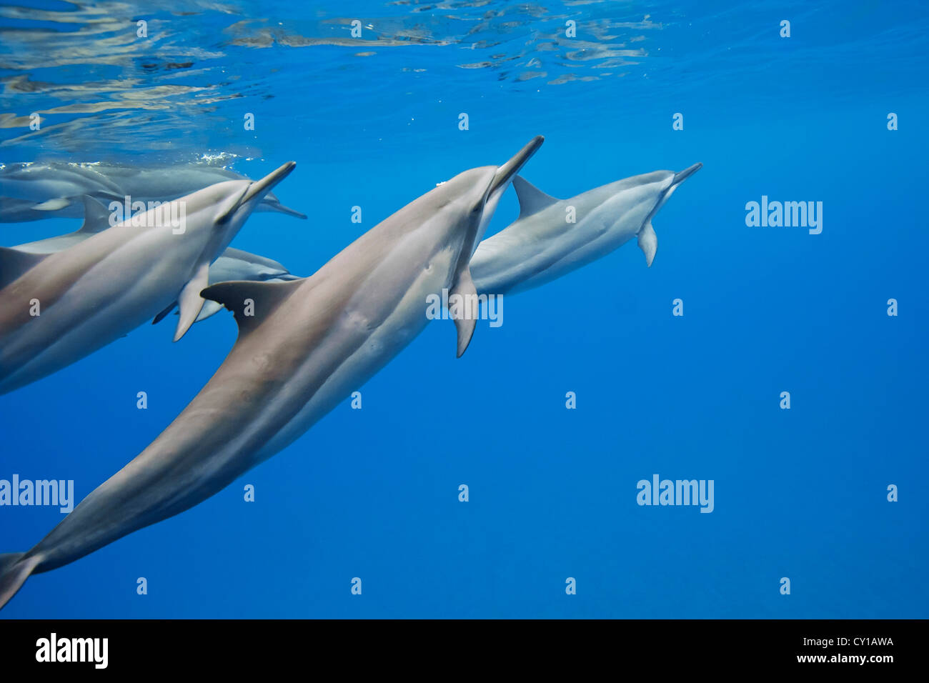 Hawaiian Spinner-Delfine, Stenella Longirostris Longirostris, Big Island, Hawaii, USA Stockfoto