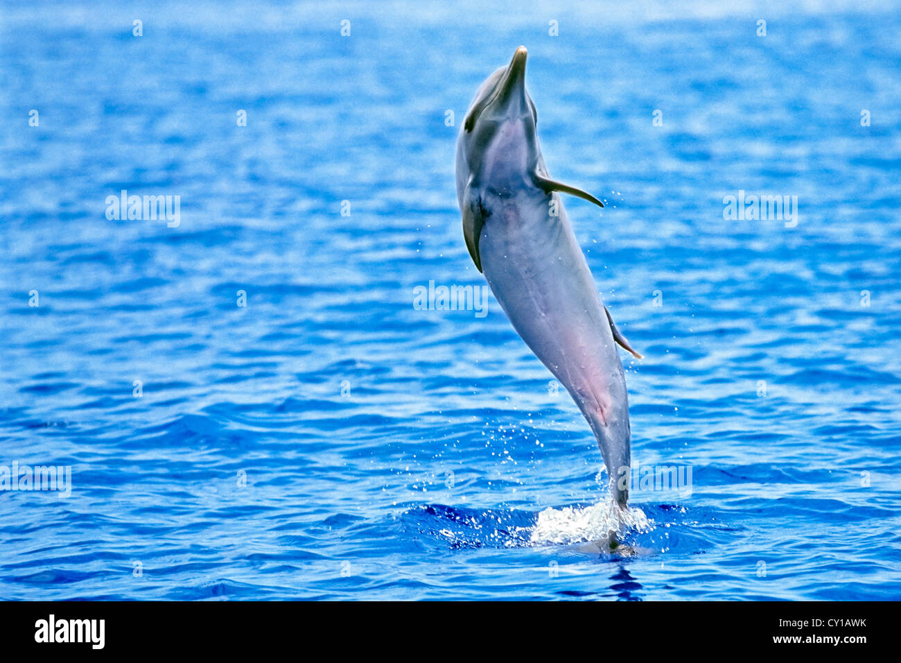 Pantropisch entdeckt Delphin, Stenella Attenuata, Big Island, Hawaii, USA Stockfoto