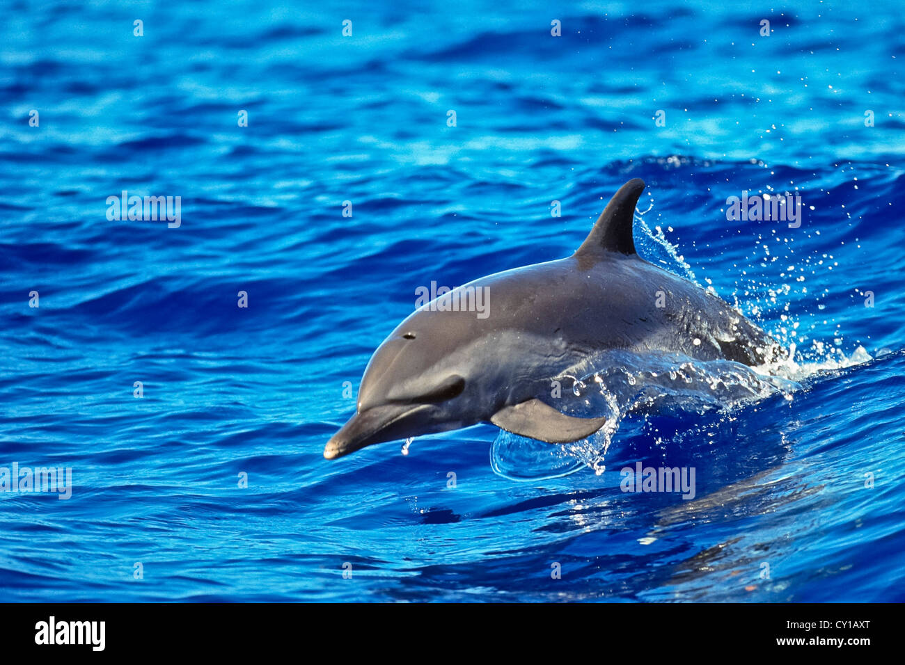Pantropisch entdeckt Delphin, Stenella Attenuata, Big Island, Hawaii, USA Stockfoto