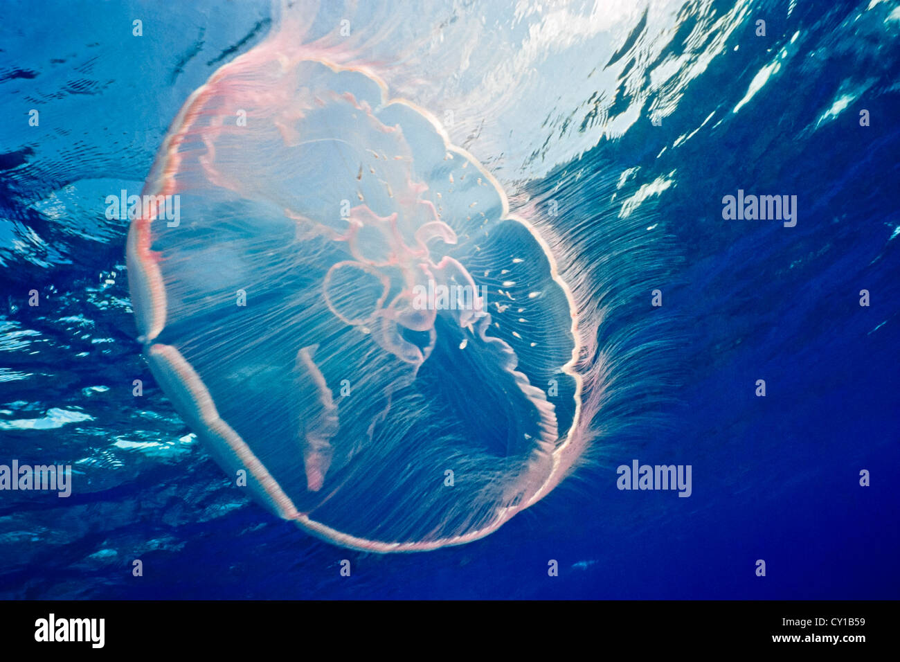 Mond Qualle, Aurelia Golden Key Largo, Florida, USA Stockfoto