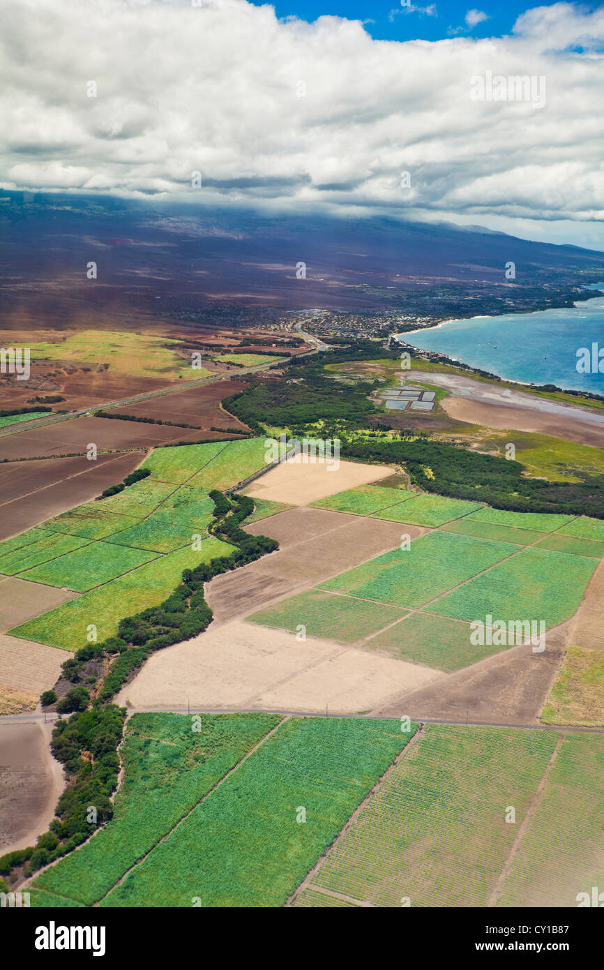 Zuckerrohrfelder, Maui, Hawaii, USA Stockfoto
