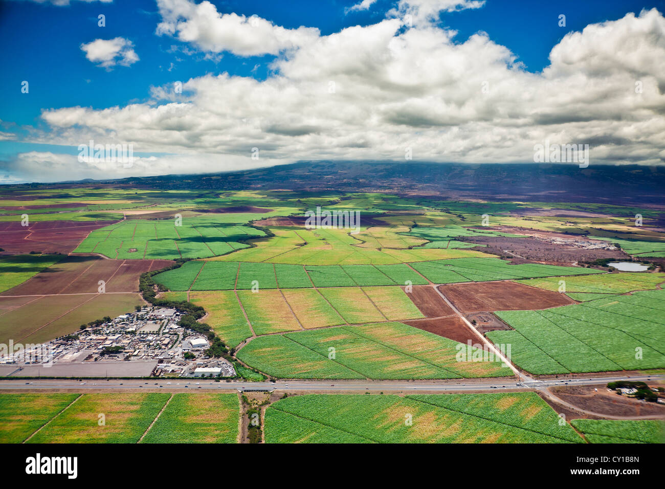 Zuckerrohrfelder, Maui, Hawaii, USA Stockfoto