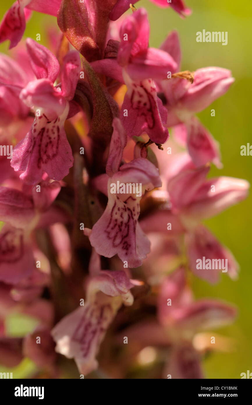 Dactylorhiza Wurzelsud Subspecies Coccinea, frühen Knabenkraut Stockfoto