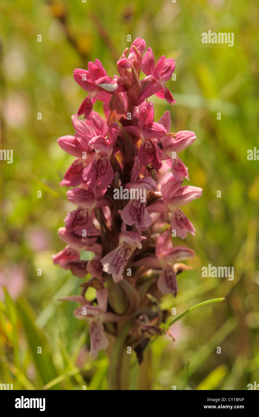 Dactylorhiza Wurzelsud, frühen Knabenkraut Stockfoto