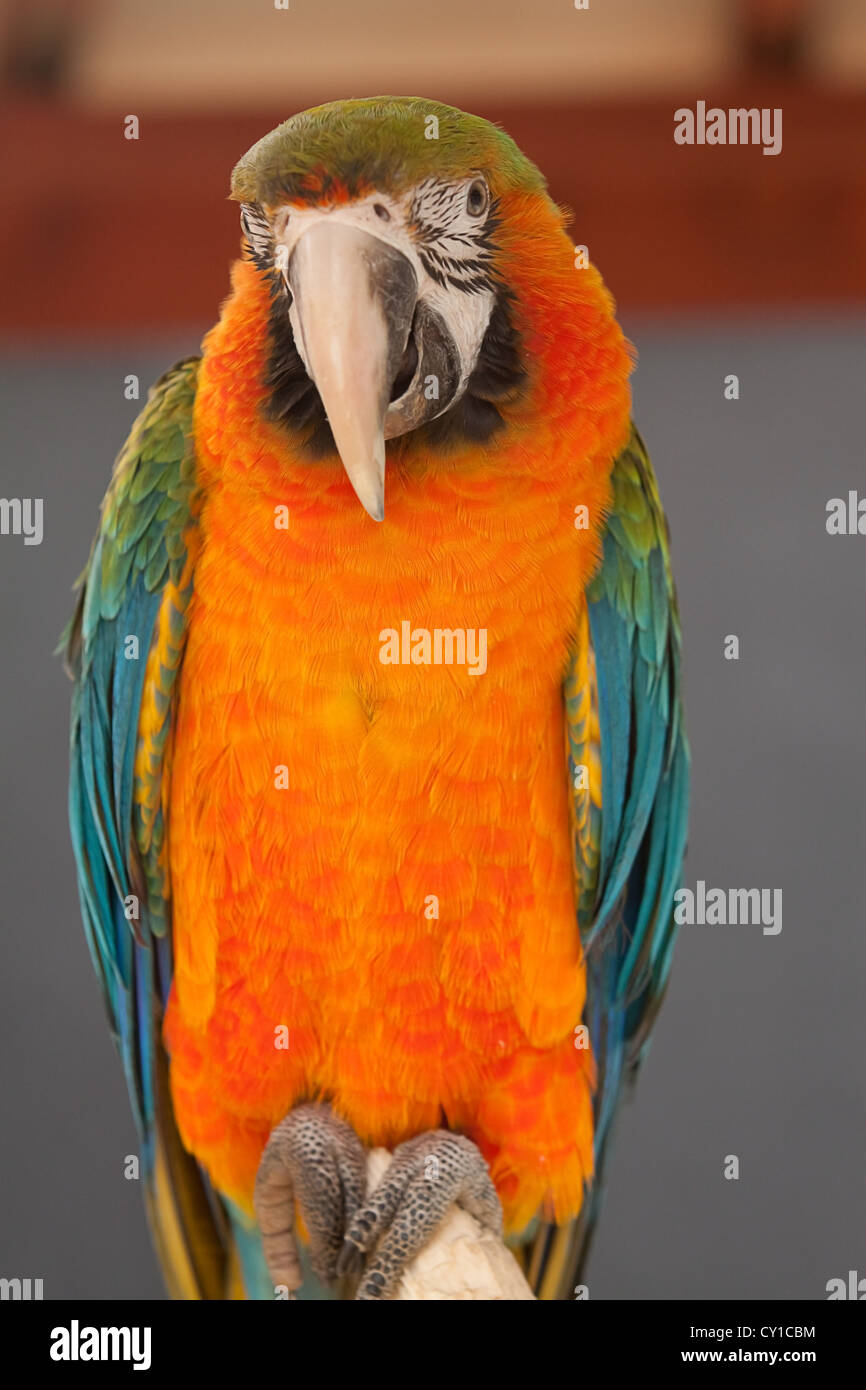 Ara-Papagei-Porträt Stockfoto