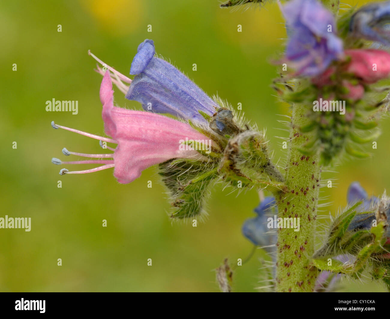 Viper-Bugloss, Echium vulgare Stockfoto