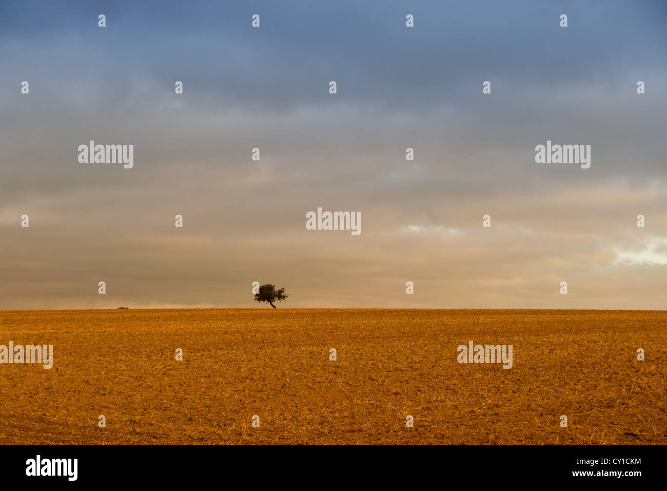 einzigen Baum allein am Horizont Stockfoto