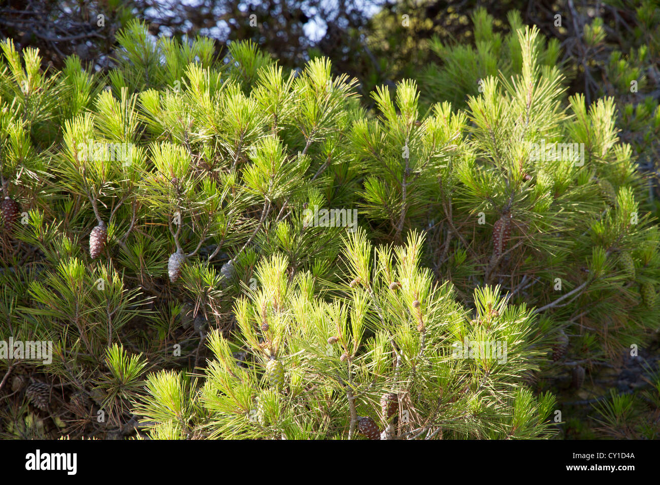 Mediterranen Pinien Mallorca Mallorca Balearic Islands Spanien Mediterranea Europa Stockfoto