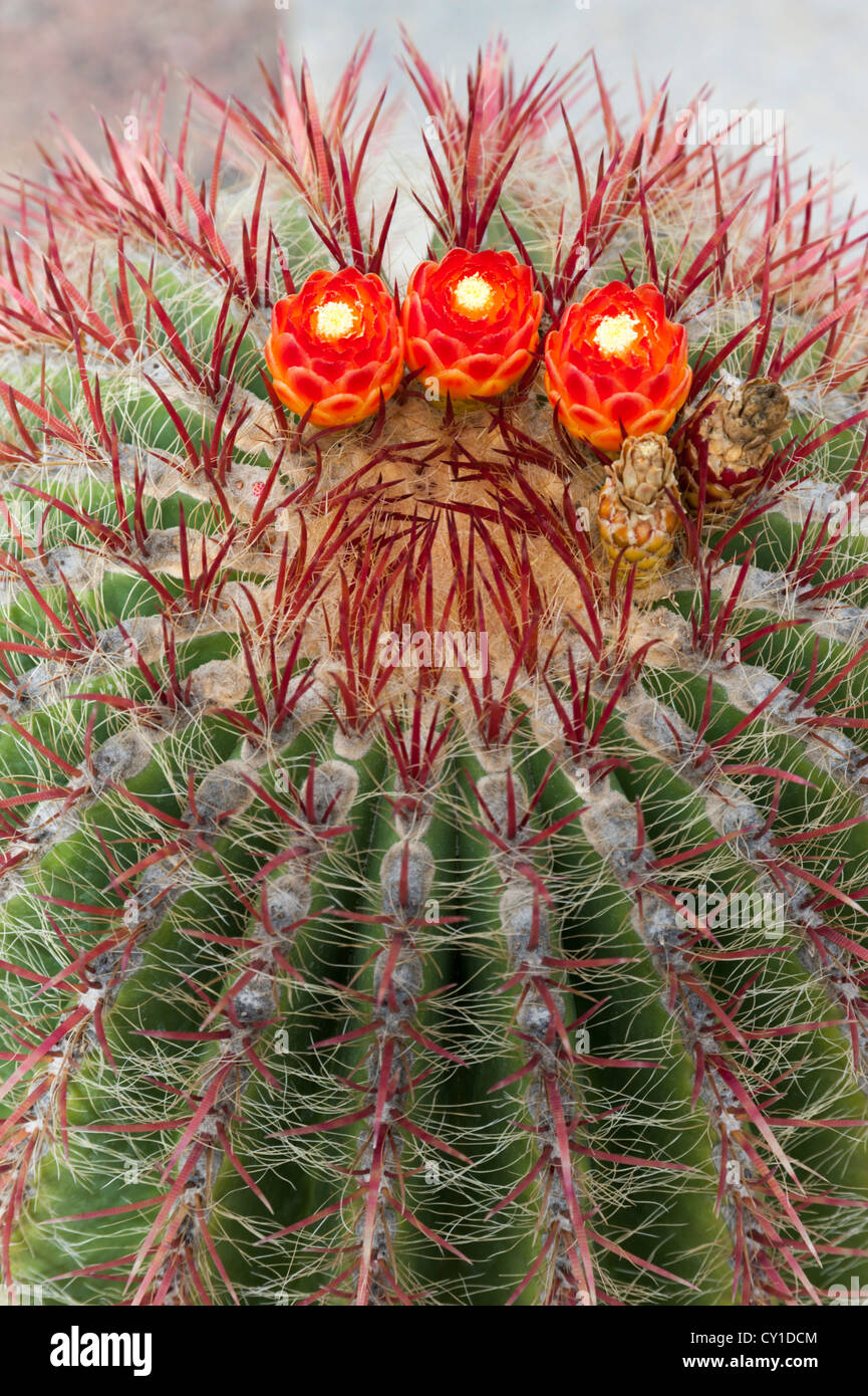 Kaktus Pflanze mit drei roten Blüten Stockfoto