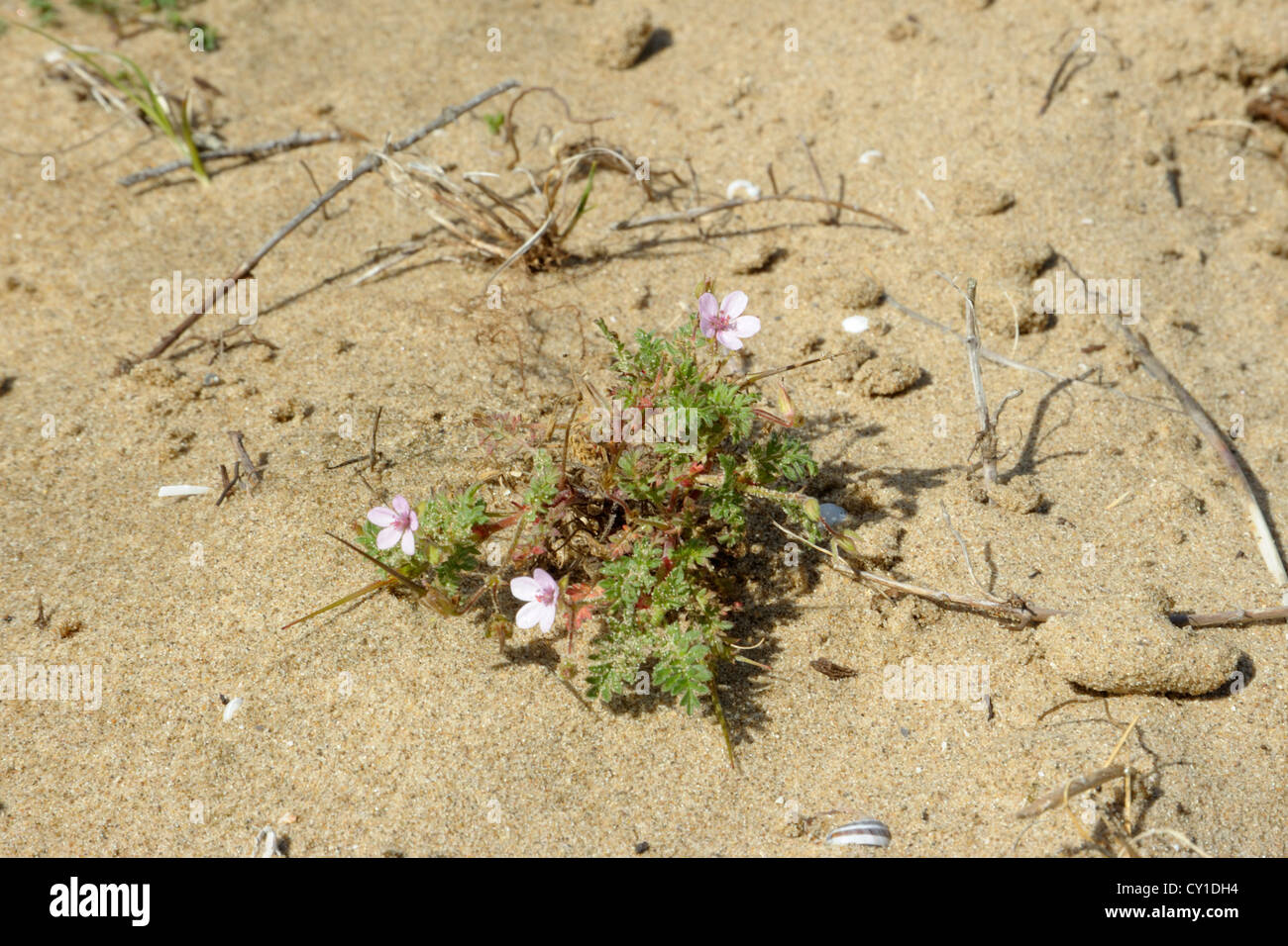 Klebrige Stork es-Bill, Erodium lebelii Stockfoto