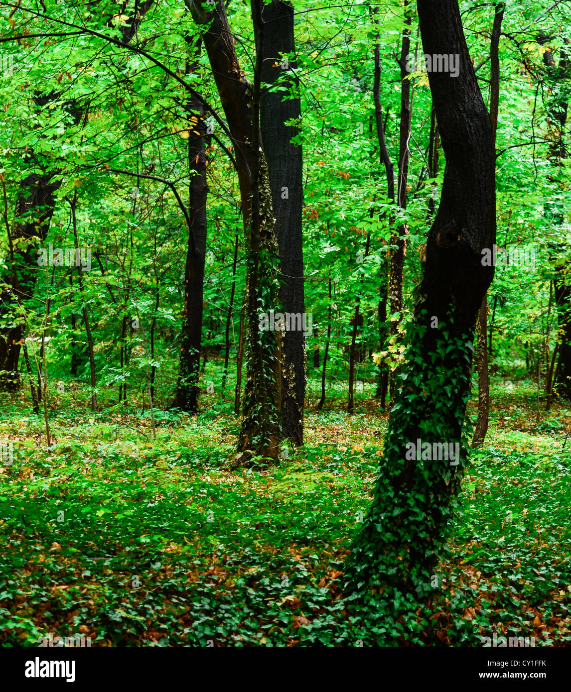 Regenwald Stockfoto