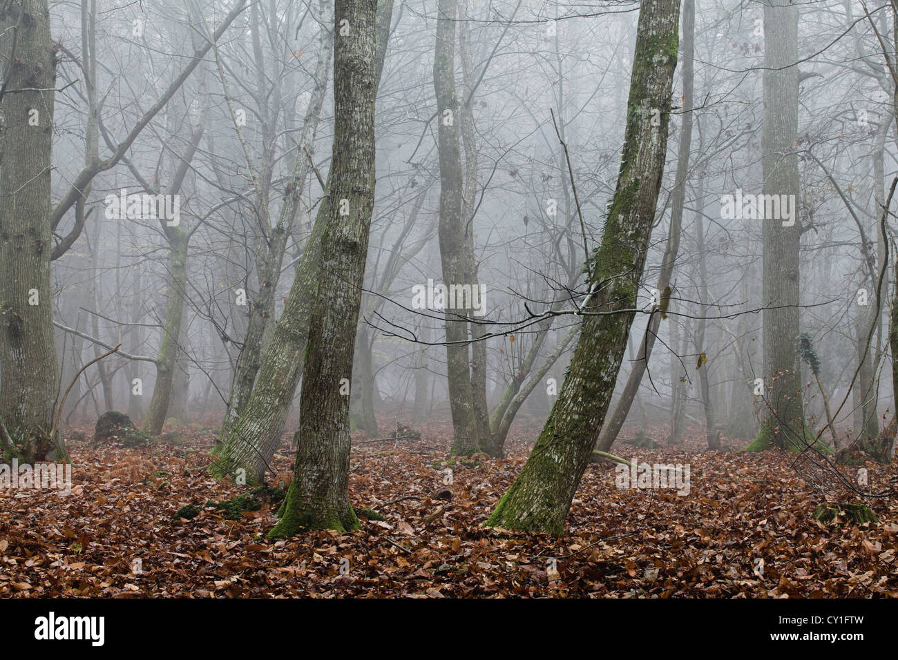 Bäume im Nebel bei Sonnenaufgang Stockfoto