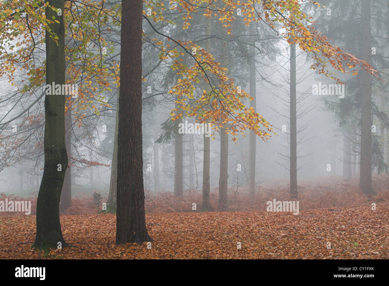 Bäume im Nebel bei Sonnenaufgang Stockfoto