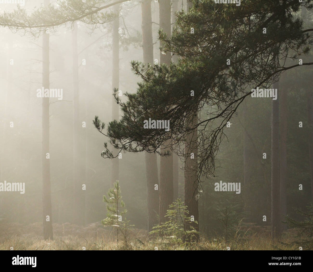 Bäume im Nebel bei Sonnenaufgang Stockfoto