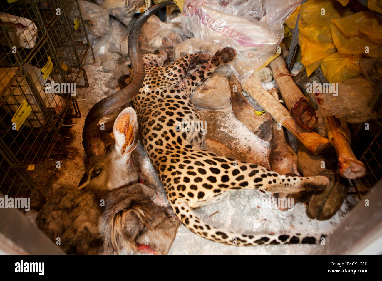 Präparatoren. Jäger aus den USA und Deutschland Wildtiere zu schießen und Dinge, die es als Trophäe Präparatoren-Workshop in Namibia. Stockfoto