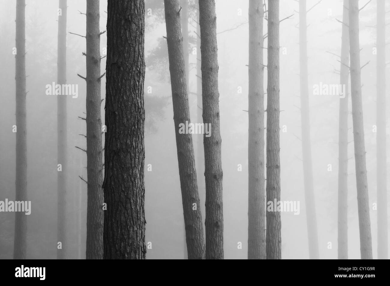 Bäume im Nebel bei Sonnenaufgang Stockfoto