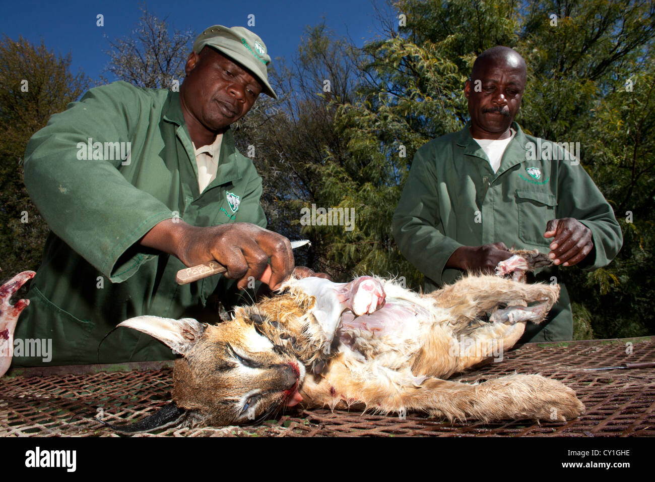 Präparatoren. Jäger aus den USA und Deutschland Wildtiere zu schießen und Dinge, die es als Trophäe Präparatoren-Workshop in Namibia. Stockfoto